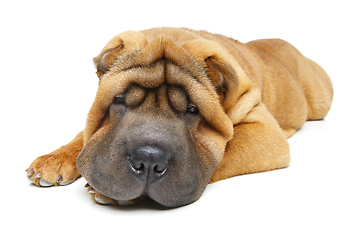 Image showing beautiful shar pei puppy