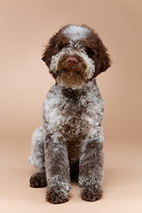 Image showing beautiful brown fluffy puppy