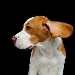 Image showing beautiful beagle dog