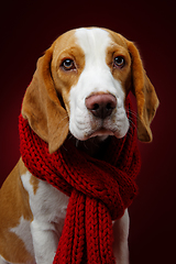 Image showing beautiful beagle dog