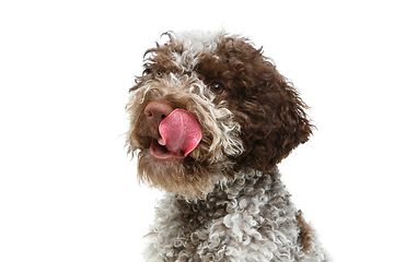 Image showing beautiful brown fluffy puppy