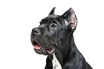 Image showing beautiful cane corso puppy