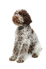 Image showing beautiful brown fluffy puppy