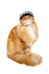 Image showing beautiful maine coon cat in hat