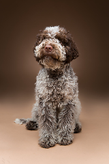 Image showing beautiful brown fluffy puppy