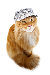 Image showing beautiful maine coon cat in hat