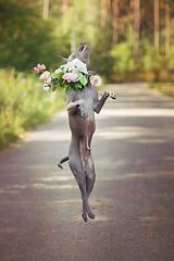 Image showing thai ridgeback dog in flower wreath