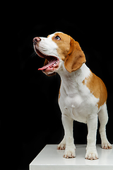 Image showing beautiful beagle dog