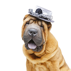 Image showing beautiful shar pei puppy in hat