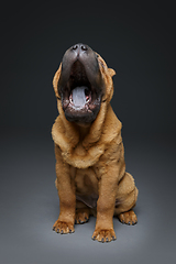 Image showing beautiful shar pei puppy