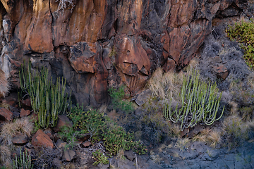 Image showing cactus plants on tenerife island