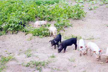 Image showing pigs dig in the garden with potatoes