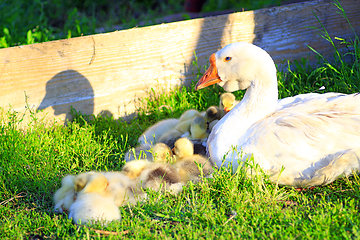 Image showing young goslings with goose