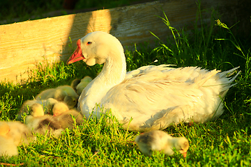 Image showing young goslings with goose