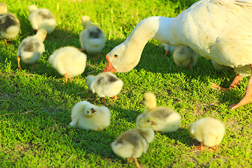 Image showing young goslings with goose