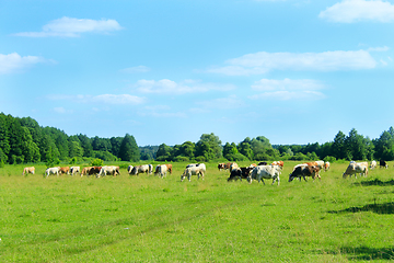 Image showing Cows graze on a pasture near the forest