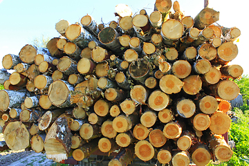 Image showing lumber from sawn pines and birches for construction