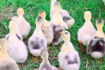 Image showing brood of goslings on the grass