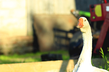 Image showing white goose staring