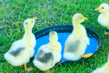 Image showing brood of goslings drink water