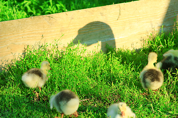 Image showing shadow of goose that guards its goslings