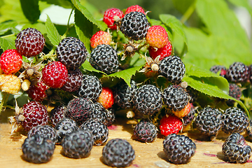 Image showing black raspberry with a lot of ripe berries