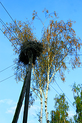 Image showing Nest of storks on the telegraph-pole in village