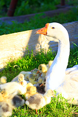 Image showing young goslings with goose