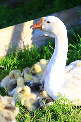 Image showing young goslings with goose in t