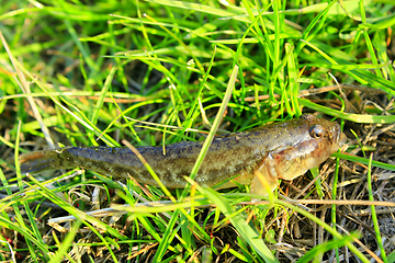 Image showing Gobio gobio caught lies in the grass