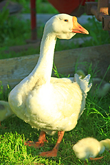 Image showing young goslings with goose