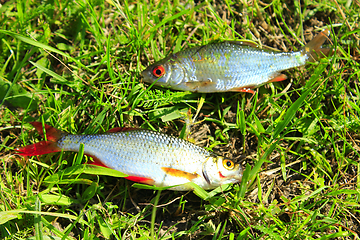 Image showing two caught ruddes on the grass