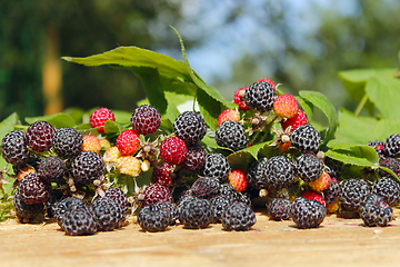 Image showing black raspberry with a lot of ripe berries