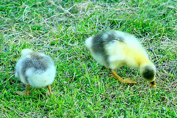 Image showing goslings nibble the grass in the poultry-yard