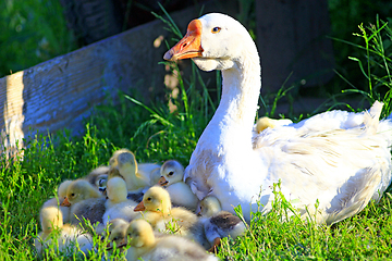 Image showing young goslings with goose