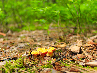 Image showing small Chanterelle in the forest