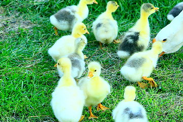 Image showing brood of goslings on the grass