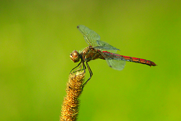 Image showing dragonfly sitting on the spikelet