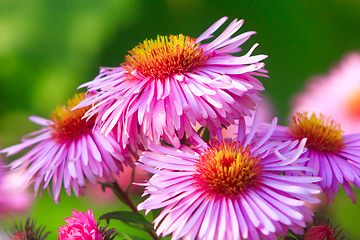 Image showing red beautiful asters in the garden