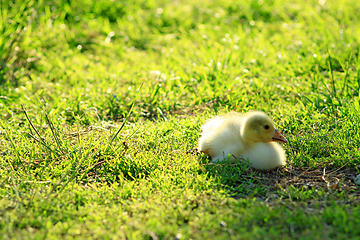 Image showing gosling on the grass