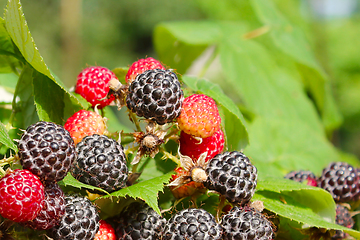 Image showing black raspberry with a lot of ripe berries