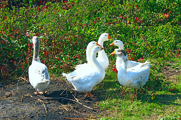 Image showing flight of white geese on the meadow