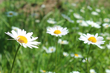 Image showing white beautiful chamomiles