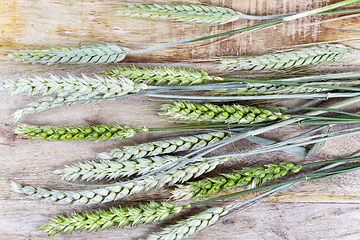 Image showing Wheat spike