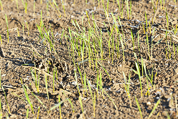 Image showing stalk of wheat, frost