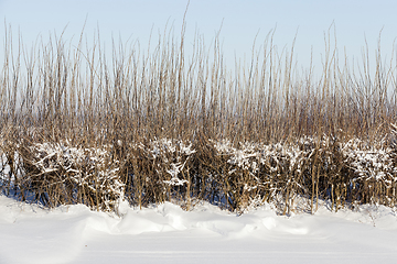 Image showing Snow drifts in winter