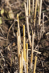 Image showing straw in field