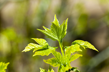 Image showing Spring time of the year