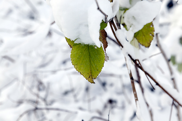 Image showing young forest in winter