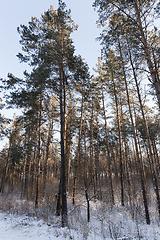 Image showing Winter time of the year, close-up